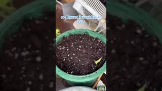 Full Cycle of a Thunbergia Plant Start to Finish shorts [upl. by Rehctelf112]