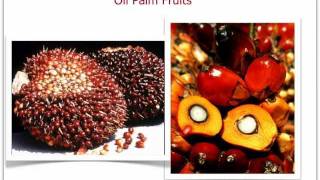 Extraction of Palm Oil [upl. by Ellenyl450]