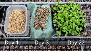 Easyest Method To Grow Coriander At Home [upl. by Margery]