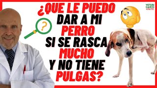 🔴 Enrofloxacina en Perros Baytril 🔴 Antibiótico para perros con Diarrea dosis para que sirve [upl. by Reiss]