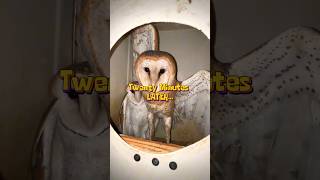 Reviving The Barn Owls Abode Nest Box Cleaning Adventure wildliferescue owl shorts [upl. by Melborn]