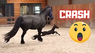 A crash for this colt Practice makes perfect  Friesian Horses [upl. by Elylrac]