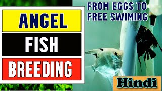 quotHow to Breed Angelfishquot Successfully  From eggs to free swimming stage [upl. by Ytram]