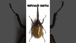 A brief introduction to the 🥰Hercules beetle😆 horts youtubeshorts [upl. by Ecneralc721]