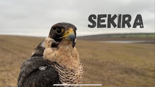 FALCONRY  quotPeregrine falcon duck clench highlightsquot [upl. by Goddard700]