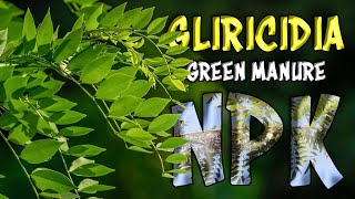 Gliricidia sepium Green Manure  Organic NPK FertilizerManure [upl. by Isnan]