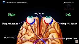 VISUAL PATHWAY ANIMATED  Animated anatomy lectures USMLE Step 1 [upl. by Evander]