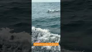 Dolphins in Bay of Biscay sailing dolphin [upl. by Tiffany]