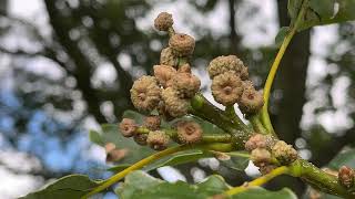 Sessile oak  young acorns  fruit  July 2024 [upl. by Spiegel]