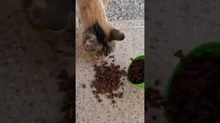 Feeding the Forgotten A Day in the Life of Stray Cats [upl. by Assennav192]