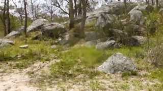 Fossicking Reserve Uralla NSW  Bush Camp [upl. by Neemsay528]