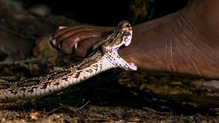 Viper Bite in Slow Mo  BBC Earth [upl. by Mingche]