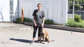 Training Tips for a Belgian Malinois [upl. by Sirromaj]