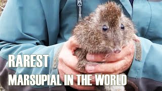 Meet the rarest marsupial IN THE WORLD  Gilberts Potoroo [upl. by Demmer]