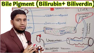 Production of Bile pigment  BilirubinBiliverdin  Congugated Bilirubin Uncongugated Bilirubin [upl. by Bobine451]