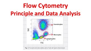 Flow cytometry Tutorial  Flow Cytometry Data Analysis  Flow cytometry Gating [upl. by Rede]