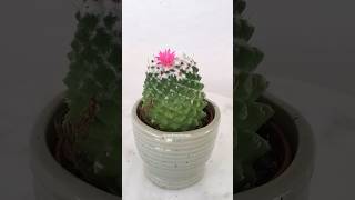 Mammillaria polythele bloom timelapse shorts [upl. by Pitt]