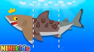 What kind of shark am I  Shadow Shark Game for Kids  Baby Shark Sandbar shark  Play  NINIkids [upl. by Kcuhc]