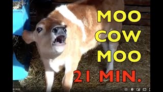 MOO COW MOO  authentic sounds 21 MIN FARM ANIMALS  Babies Toddlers Preschool K3 [upl. by Dex]