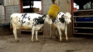 Friesian Dairy Cows [upl. by Lhamaj]