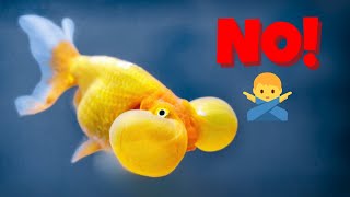 The 10 Worst Aquarium Fish Ill NEVER keep [upl. by Nnahsal]