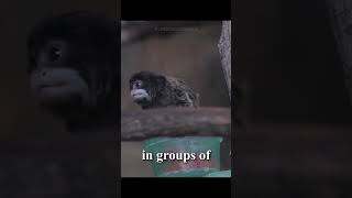 Emperor Tamarins The Mustached Monkeys of the Amazon [upl. by Gamages]