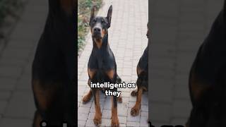 Unveiling the Secrets of Dobermanns A Fascinating Breed dog pets [upl. by Lleuqar]