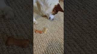 dog reviews dog treats dog dogtreats diamond [upl. by Ahseryt459]