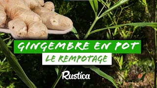 Comment REMPOTER le GINGEMBRE [upl. by Harald861]