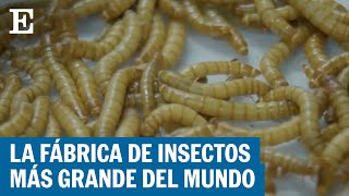 ¿Así extraen el quitosán de los cosméticos en la fábrica de insectos más grande del mundo  EL PAÍS [upl. by Aileduab304]