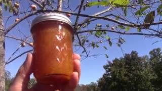 Persimmon Jam  Fruit Preserve  Spread  Part 2 Final [upl. by Akila]