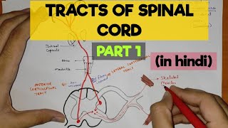 Tracts of Spinal Cord  1  Pyramidal Tracts [upl. by Telrahc]