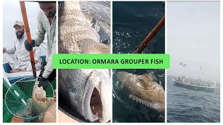 Location Ormara Grouper Fish [upl. by Ardnuassac364]