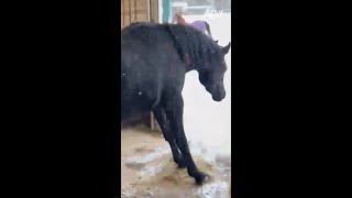 Snow way hes leaving that stable 🐴😅 afv horses funnyvideos shorts [upl. by Enelym]