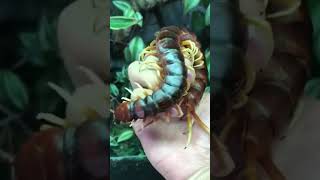 Scolopendra gigantea also known as the Peruvian giant centipede 🪱 animalvideos scolopendra [upl. by Rothberg]