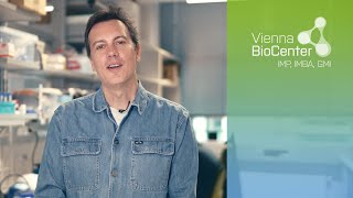 Nicolas Rivron  Scientist Snapshot  IMBA Vienna BioCenter [upl. by Einad]