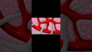 👆 lymph drainage of head and neck 🤔 [upl. by Adikram]