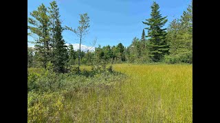 Mondays with Martha 224  Rare Michigan Wetlands Northern Fen [upl. by Erv]