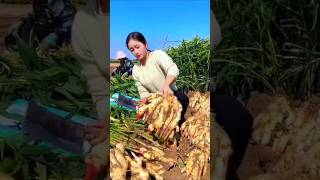 चीन में अदरक Ginger की खेती shorts farmer farming farmingtechonology agriculture kisan [upl. by Crescen]