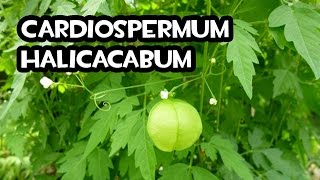 El Cultivo de Cardiospermum Halicacabum  Huerto Organico [upl. by Mcgaw]