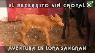 Toros de Lora Sangrán becerrito bravo sin crotal y vacas para rejoneo  Toros desde Andalucía [upl. by Mimi]