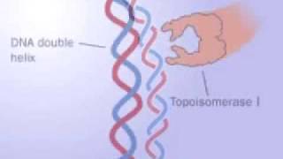 Topoisomerase 1 and 2 [upl. by Serafine]