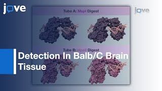 High Sensitivity 5hydroxymethylcytosine Detection In BalbC Brain Tissue l Protocol Preview [upl. by Erhart]