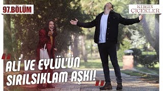 Ali ve Eylül’ün sırılsıklam aşkı  Kırgın Çiçekler 97Bölüm [upl. by Yahs951]