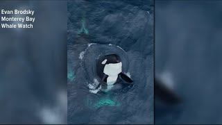 Rare video shows pod of 30 killer whales playing off California coast [upl. by Oiredised819]