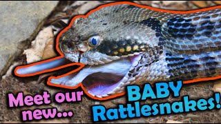 Feeding all of our Rattlesnakes [upl. by Brieta]