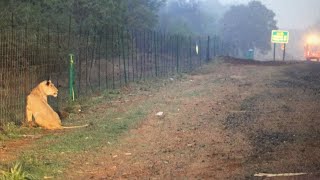 Lioness Escapes From Kruger National Park [upl. by Dunham790]