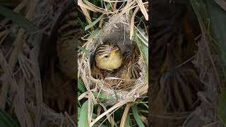 Zitting Cisticola Chicks Life Begins in the Tall Grass shortsviral trendingshorts [upl. by Fidelas]