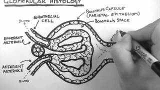 Renal Anatomy 3  Glomerular Histology [upl. by Muna]