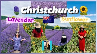 Christchurch Lavender amp Sunflower🪻💜🌻💛 [upl. by Terr174]